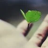 જીવન અંજલિ થાજો
